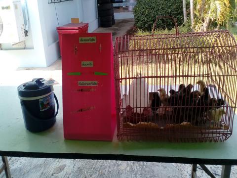 โครงการส่งเสริมการเลี้ยงไก่พื้นเมือง
