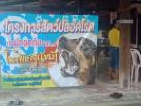 โครงการฉีดวัคซีนป้องกันโรคพิษสุนัขบ้าปี 2562