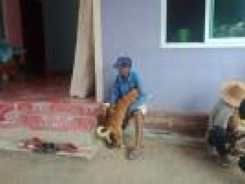 โครงการฉีดวัคซีนป้องกันโรคพิษสุนัขบ้าปี 2562