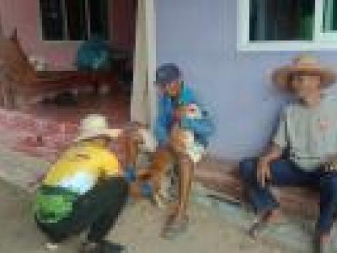 โครงการฉีดวัคซีนป้องกันโรคพิษสุนัขบ้าปี 2562