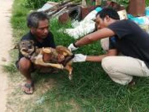โครงการฉีดวัคซีนป้องกันโรคพิษสุนัขบ้า