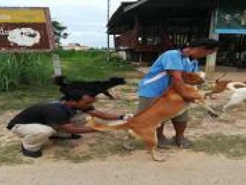 โครงการฉีดวัคซีนป้องกันโรคพิษสุนัขบ้า