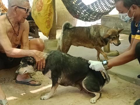 โครงการฉีดวัคซีนป้องกันโรคพิษสุนัขบ้าประจำปี 2563